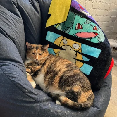 Sophie nestled in a navy bean bag against a Pokemon blanket.