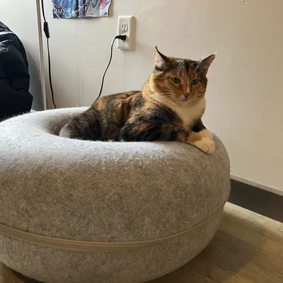 Sophie perched regally on top of a large felt cat donut.