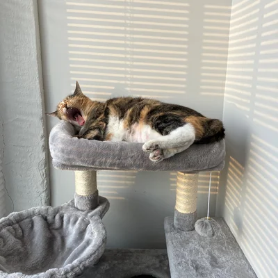 Sophie yawning while sprawled on the top perch of a gray cat tower.