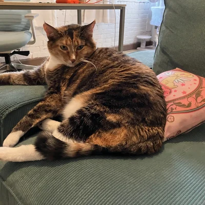 Sophie on the green couch, looking back over her shoulder.