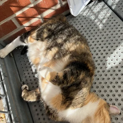 Sophie sprawled in the sun on a metal step outside the apartment building.