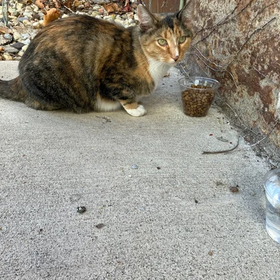 Sophie, scrappy from life outdoors, crouched beside a plastic cup of kibble a resident left out for her.