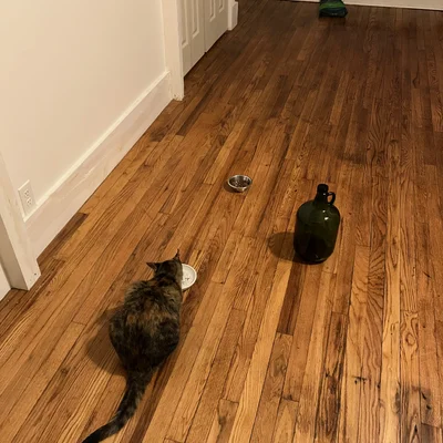 Sophie eating from a dish on the wood floor of the empty studio apartment.