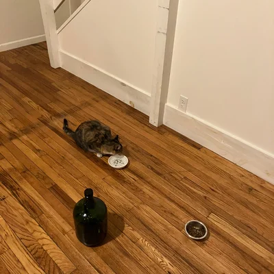Sophie at her food dish in the empty studio apartment, with a water jug and bowls nearby.