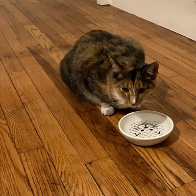Sophie crouched at a cat-face water dish on the wood floor of the studio apartment.