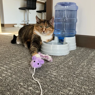 Sophie lying beside a gravity water dispenser with a purple toy mouse in front of her.