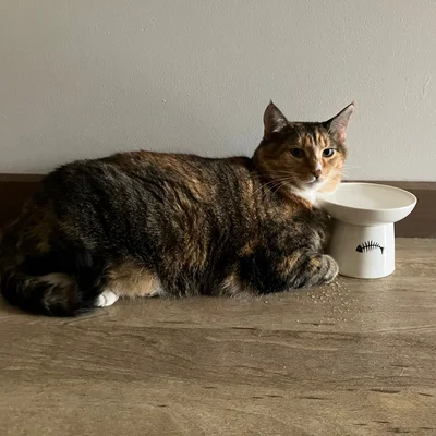 Sophie lying next to a raised white water bowl with a fish-bone design.