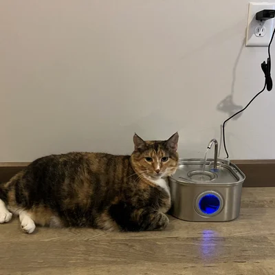 Sophie lying beside a stainless steel water fountain with a blue light.