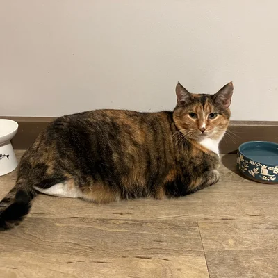 Sophie lying on the floor between two water bowls.