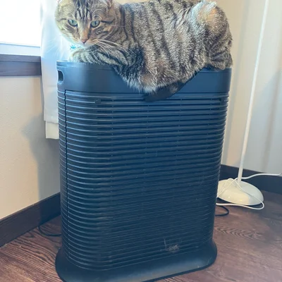 Xena loafing on top of a black air purifier, peering down at the camera.