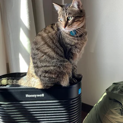 Xena sitting upright on top of an air purifier in the sunlight, looking out the window.
