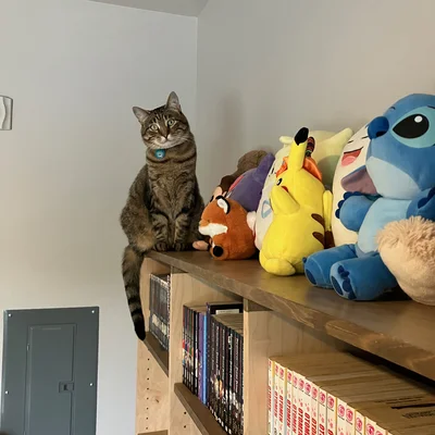 Xena sitting on top of a bookshelf beside a row of plush toys, her tail hanging over the manga below.
