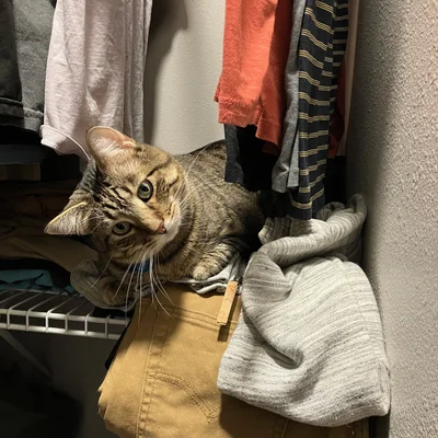 Xena peering out from a closet shelf, nestled on a pile of folded clothes beneath the hanging ones.