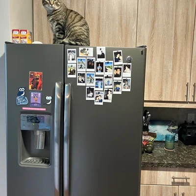 Xena sitting on top of the refrigerator, which is covered in instant-photo magnets.