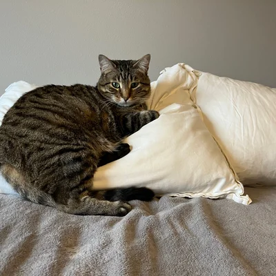 Xena curled around a pillow on the bed, one paw draped over it.
