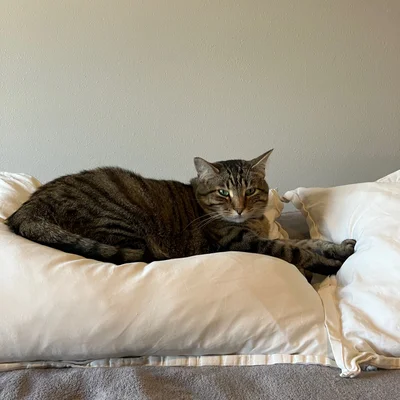 Xena lounging across a pillow with one paw stretched onto the next pillow over.