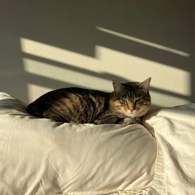 Xena lying on a pillow in a patch of morning sun.