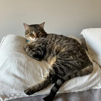 Xena sprawled across a pillow with her tail hanging off the edge of the bed.