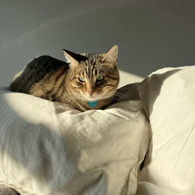Xena nestled into a sunlit pillow, looking directly at the camera.