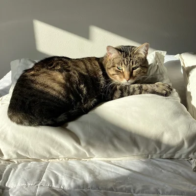 Xena curled on a pillow in the sun, resting her paw on the pillow's edge.