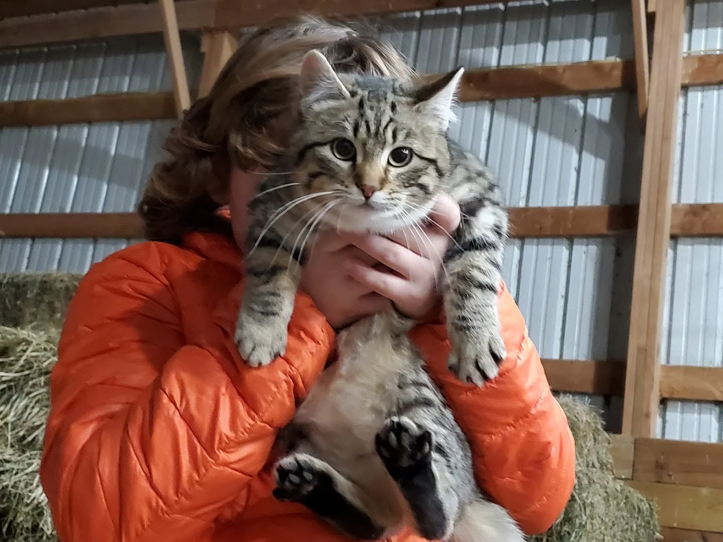 Xena as a fluffy five-month-old barn kitten in January 2021, held up to the camera in the barn, back paws dangling.