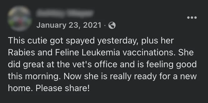 Screenshot of the January 23, 2021 Facebook post: 'This cutie got spayed yesterday, plus her Rabies and Feline Leukemia vaccinations. She did great at the vet's office and is feeling good this morning. Now she is really ready for a new home. Please share!'