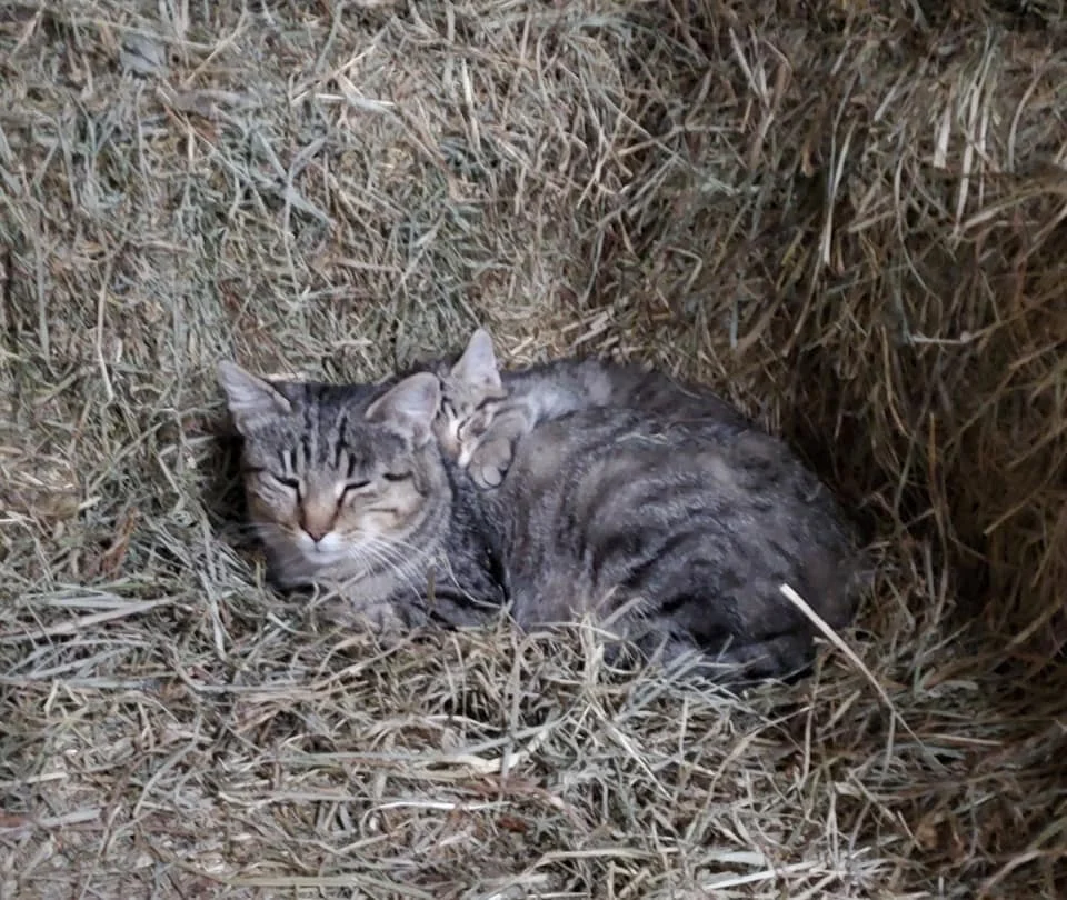 A gray tabby mother cat curled up asleep in a hollow in the hay, with a small tabby kitten tucked in against her side.