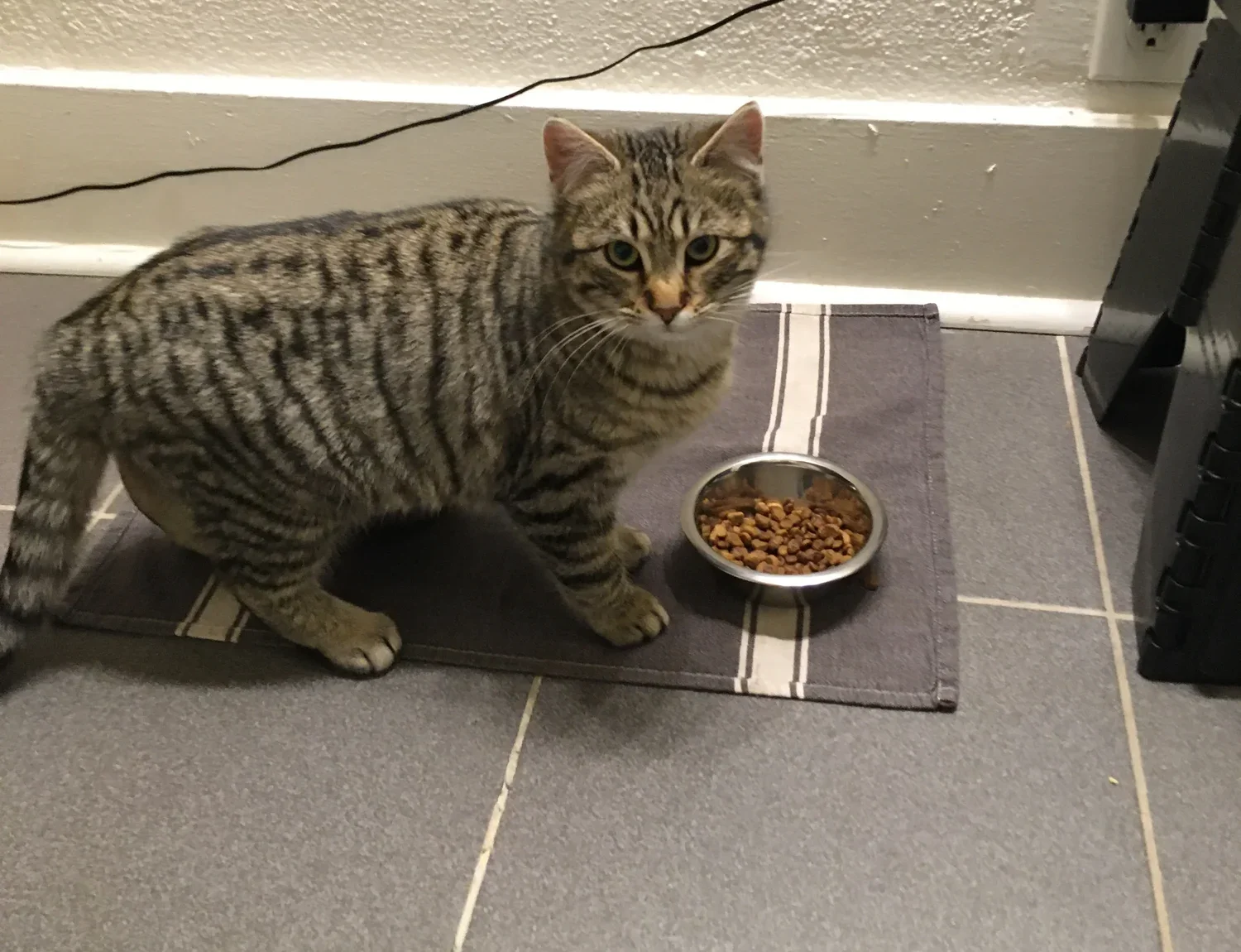 Kitten Xena standing at her new food bowl on a striped mat, looking up at the camera.