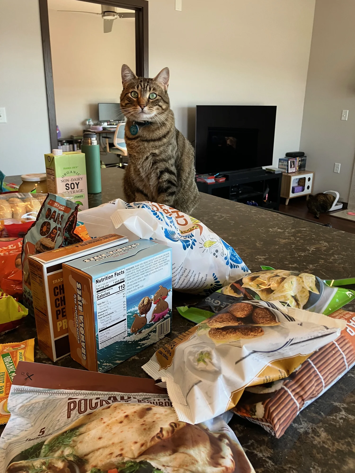 Xena sitting behind a kitchen counter covered in groceries, surveying the haul.