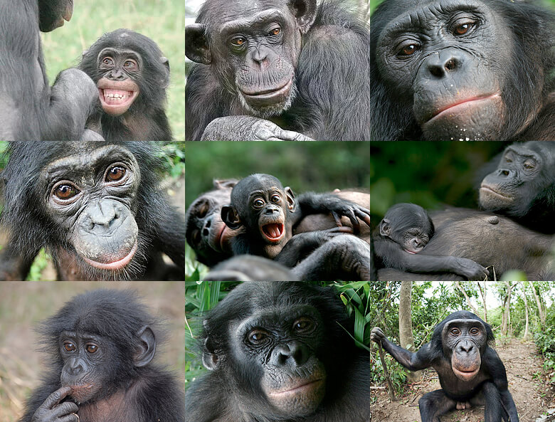 Bonobos